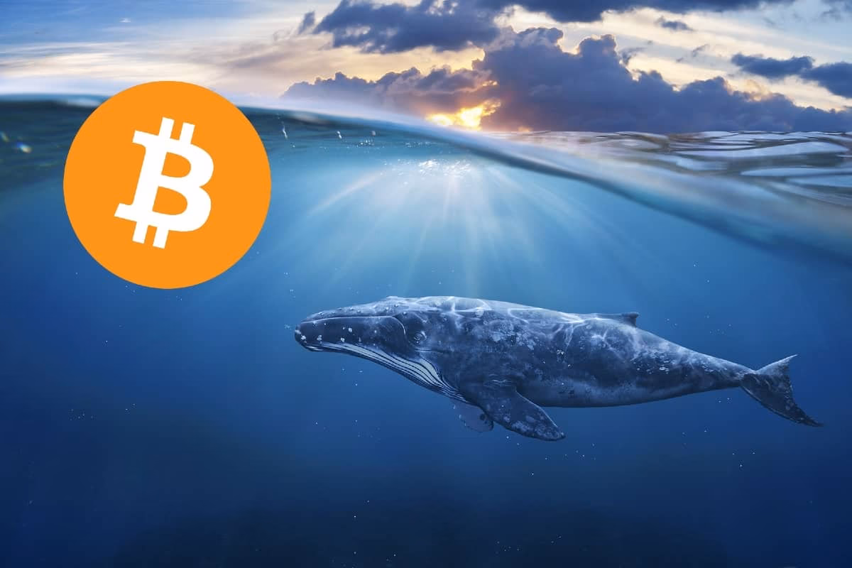 ¿Qué criptomonedas están comprando las ballenas?
