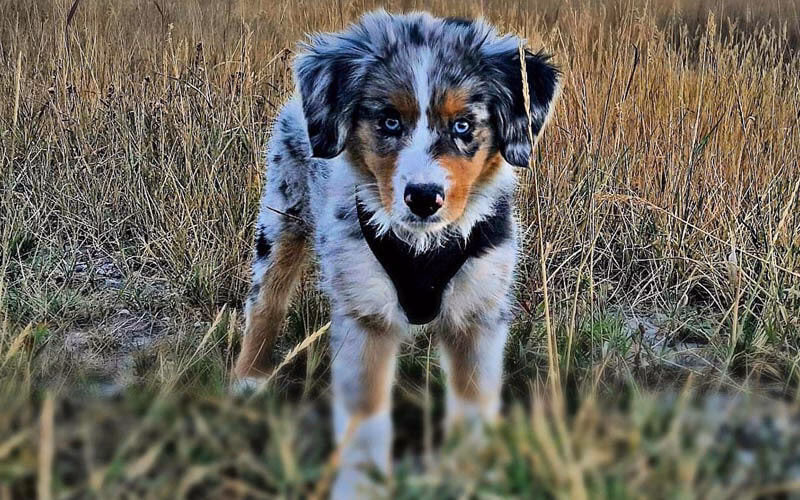 Quel est le prix d'un berger australien miniature ?