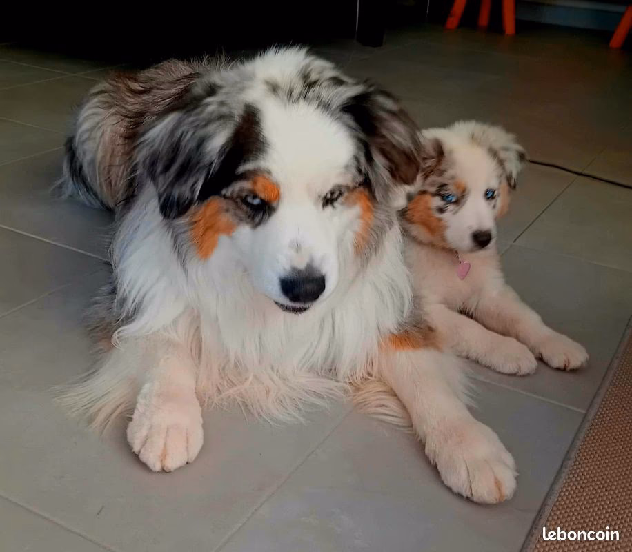 Quel est le prix d'un berger australien miniature ?