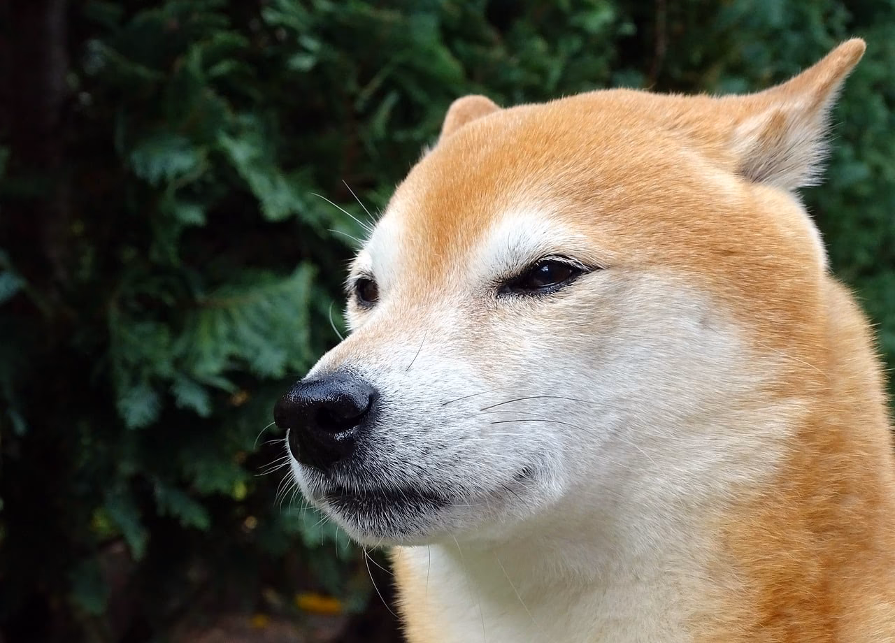 Is bink a good coin?