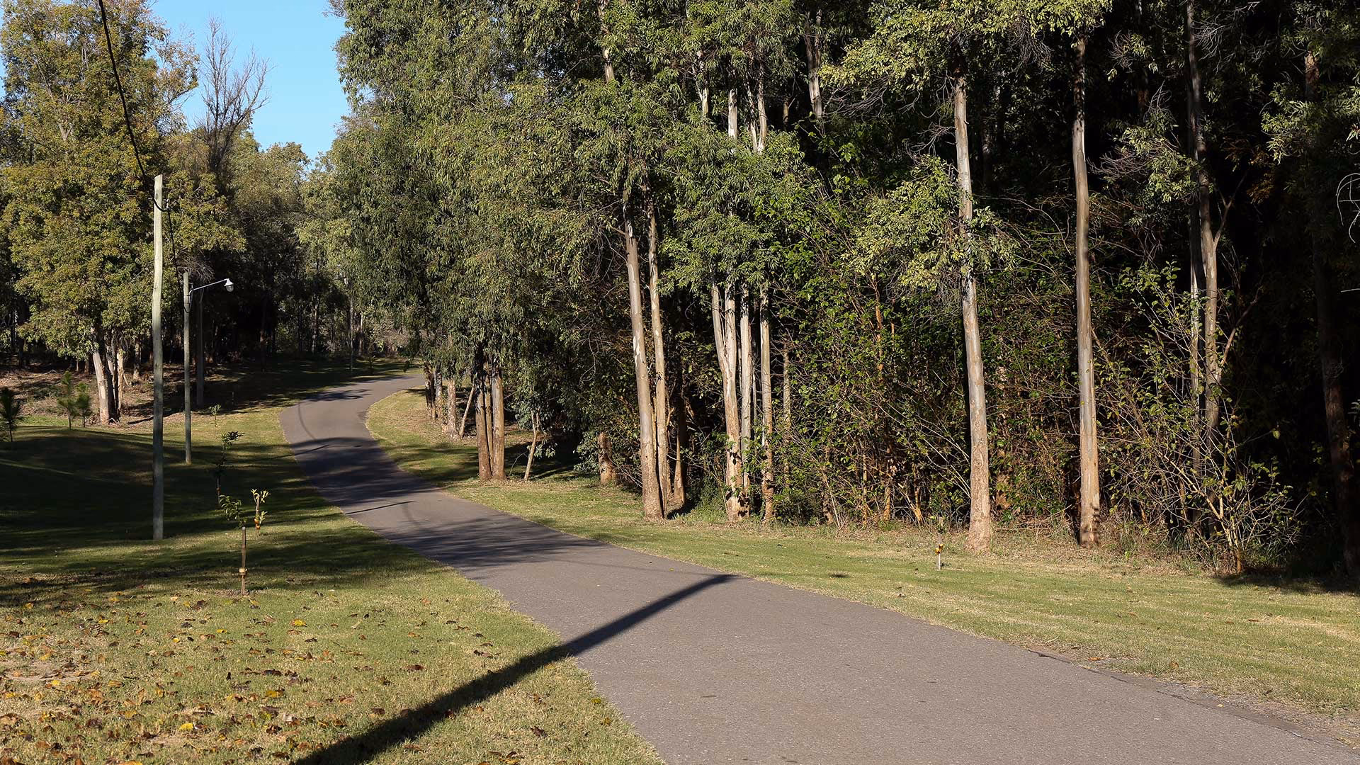 ¿Cuáles son las propiedades de la madera de timbó?