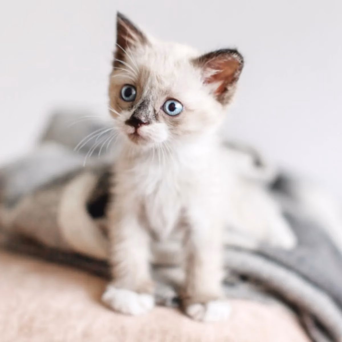 Quel est le prix d'un chaton pas cher ?