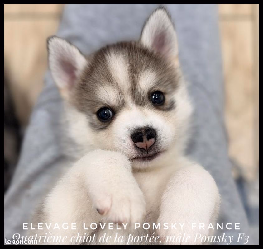 Quel est le prix d'un bébé husky ?