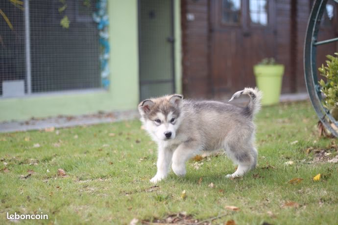 Quel est le prix d'un bébé husky ?