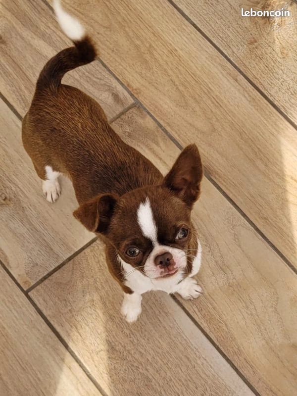 Nombre photos gratuites Leboncoin ?