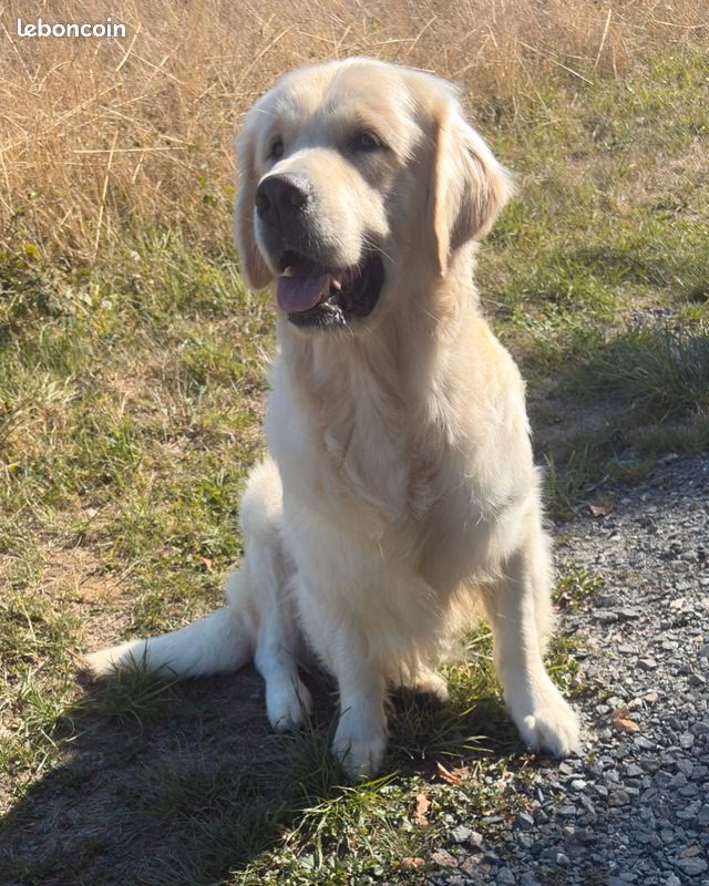Où adopter un chaton en Sarthe ?