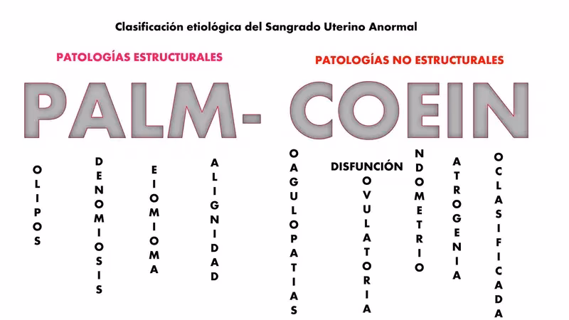 What is palm coin used for?