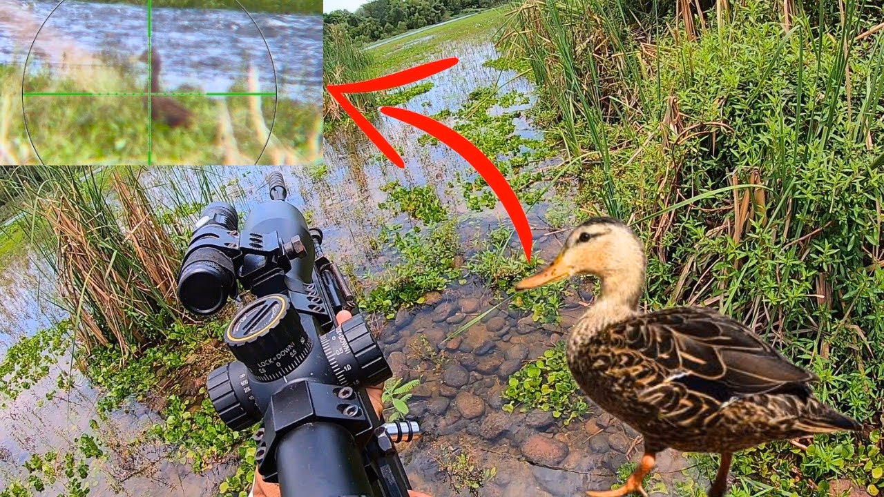 ¿Qué calibre se utiliza para cazar patos?