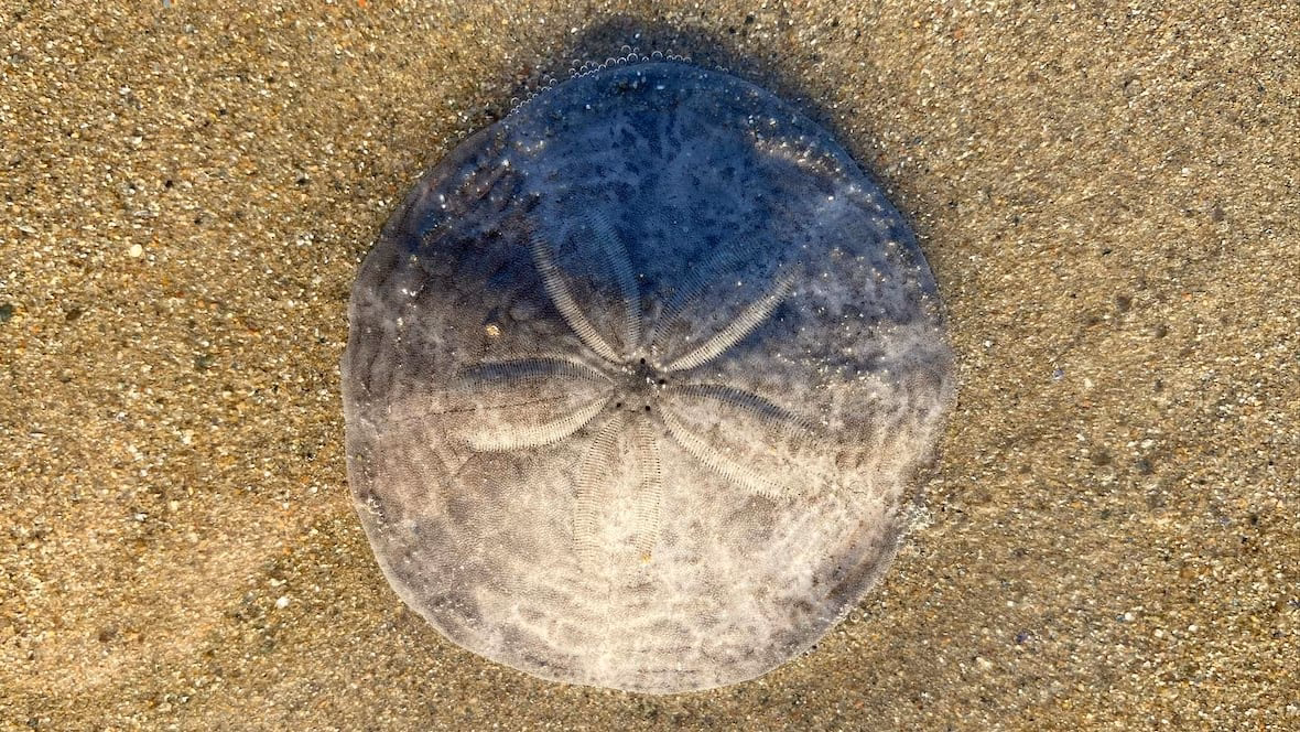 What is a sea token?