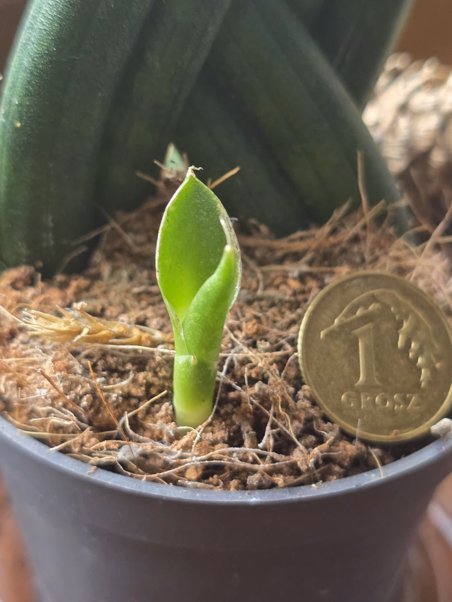 What is a soil coin?