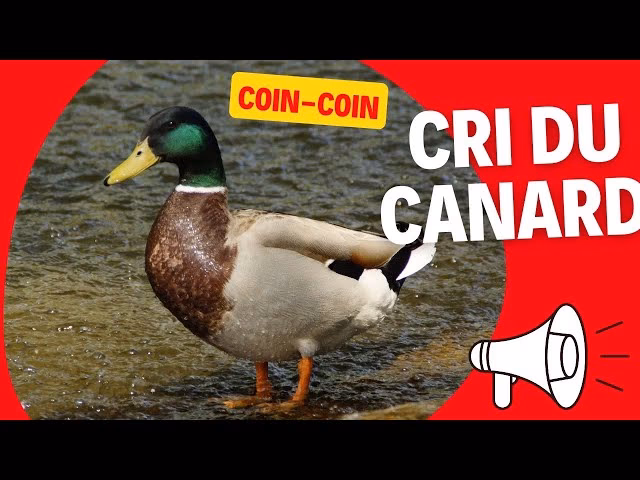 Qui fait la voix de la chanson du canard ?